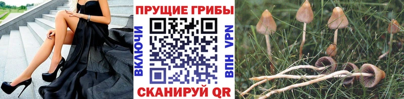 Псилоцибиновые грибы Psilocybe  где можно купить   Семикаракорск 